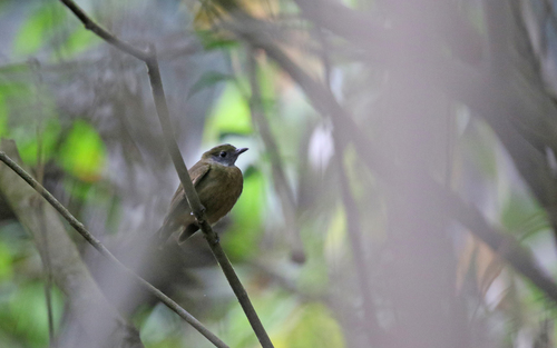 Orange-crested Manakin (Heterocercus aurantiivertex), photo 8