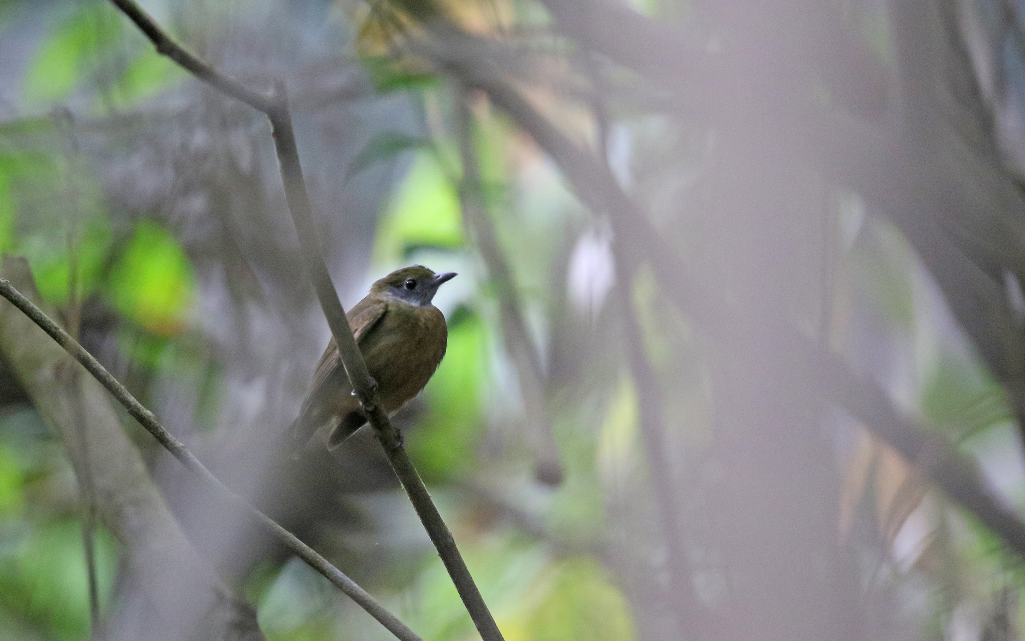 Orange-crested Manakin (Heterocercus aurantiivertex), photo 8