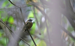 Heterocercus aurantiivertex