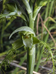 Bipinnula plumosa
