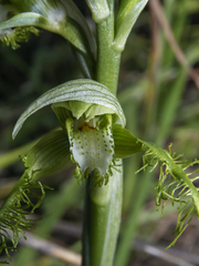 Bipinnula plumosa