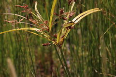 Cyperus thunbergii