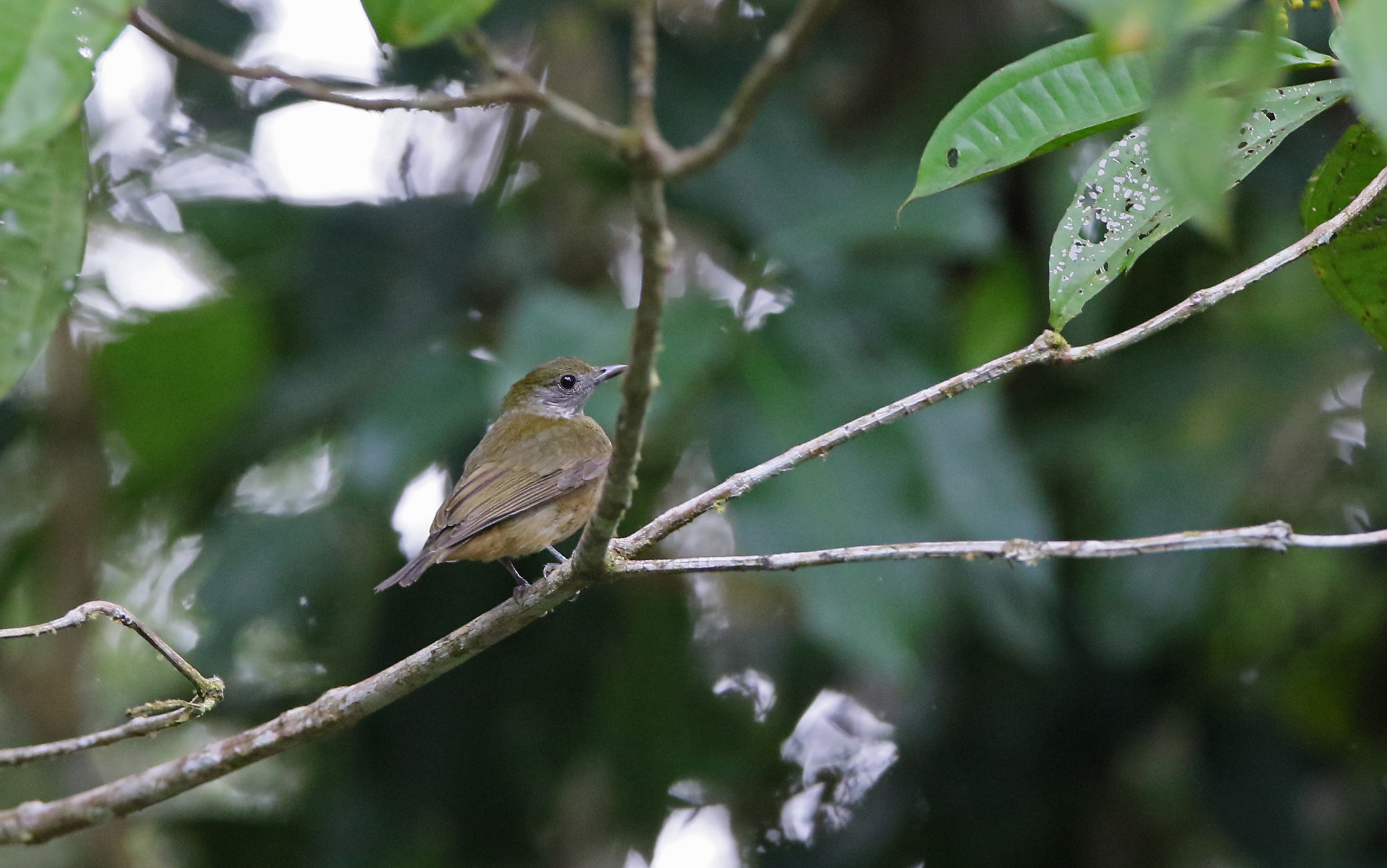 Orange-crested Manakin (Heterocercus aurantiivertex), photo 9
