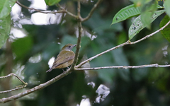 Heterocercus aurantiivertex