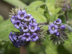 Phacelia brachyantha