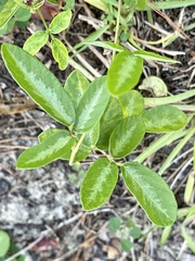 Desmodium incanum image