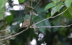 Heterocercus aurantiivertex