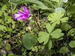 Oxalis arenaria