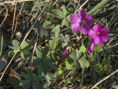 Oxalis arenaria