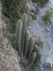 Trichocereus chiloensis chiloensis