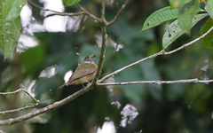 Heterocercus aurantiivertex