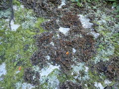 Peltigera dolichorhiza
