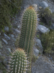 Trichocereus chiloensis chiloensis