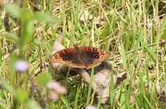 Junonia evarete