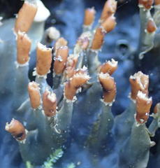 Peltigera dolichorhiza