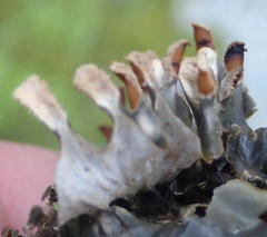Peltigera dolichorhiza