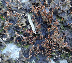 Peltigera dolichorhiza