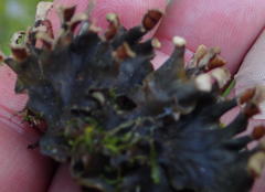 Peltigera dolichorhiza