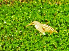 Ixobrychus involucris