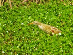 Ixobrychus involucris