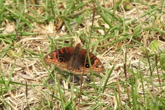 Junonia evarete