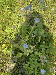 Conoclinium coelestinum image