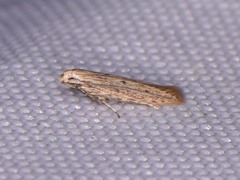 Haplochrois bipunctella