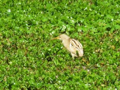 Ixobrychus involucris