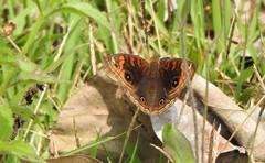 Junonia evarete