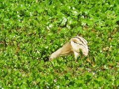Ixobrychus involucris