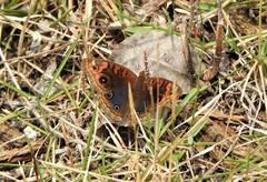 Junonia evarete