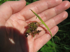 Carex magellanica