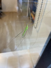 Leptotarsus virescens