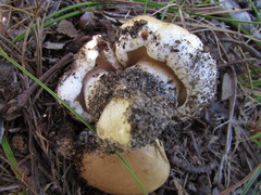 Tylopilus peralbidus