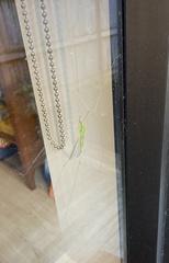 Leptotarsus virescens