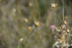 Mantisalca salmantica