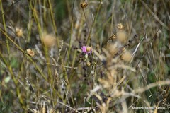 Mantisalca salmantica