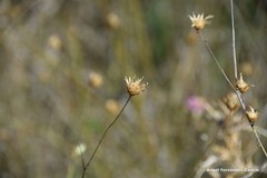 Mantisalca salmantica