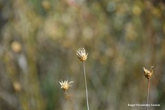 Mantisalca salmantica