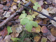 Rubus humulifolius