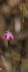 Dianthus bolusii