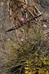 Dianthus bolusii