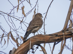 Daptrius chimango chimango