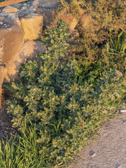 Chenopodium suecicum