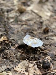 Lactarius indigo