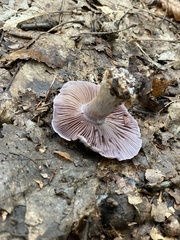 Lactarius indigo