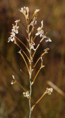 Tritoniopsis nervosa