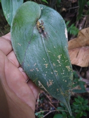 Pleurothallis matudana