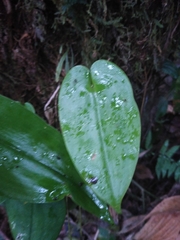 Pleurothallis matudana