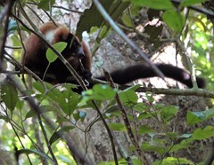 Varecia rubra